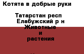Котята в добрые руки.  - Татарстан респ., Елабужский р-н Животные и растения » Кошки   